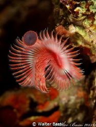 "Flower" serpula vermicularis by Walter Bassi 